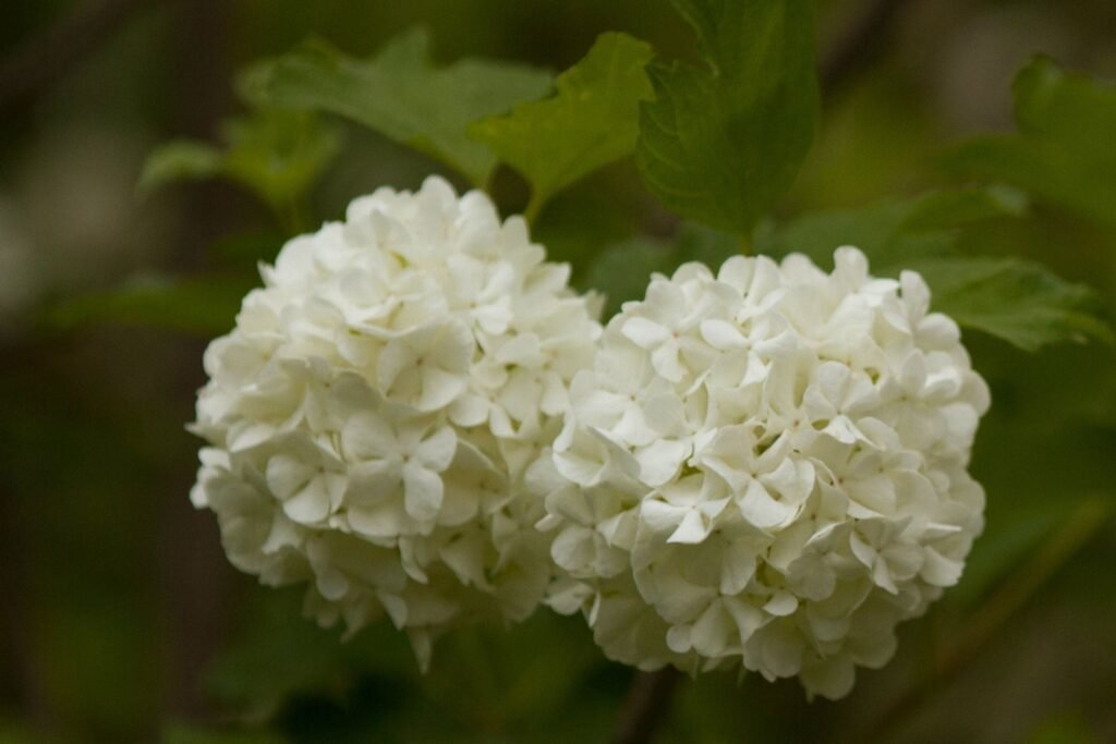 hydrangea