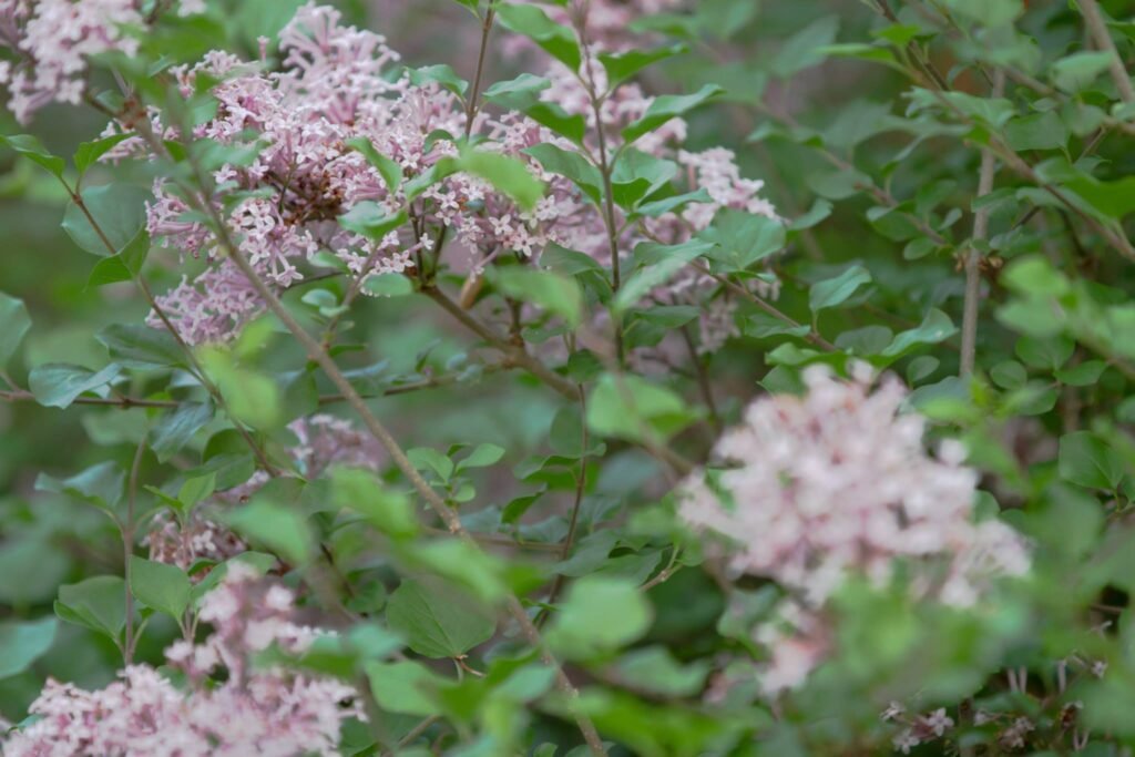 lilac