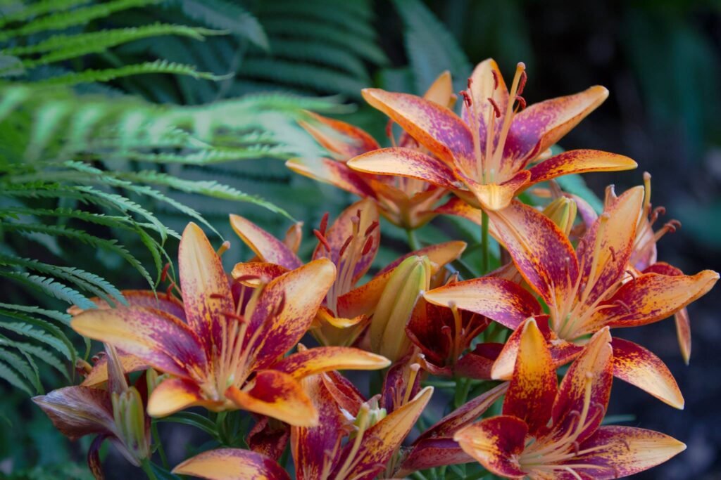 lily